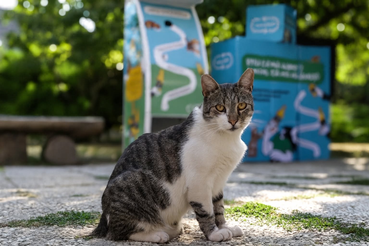 PET for Pet – reciclezi un PET, hrănești o pisică