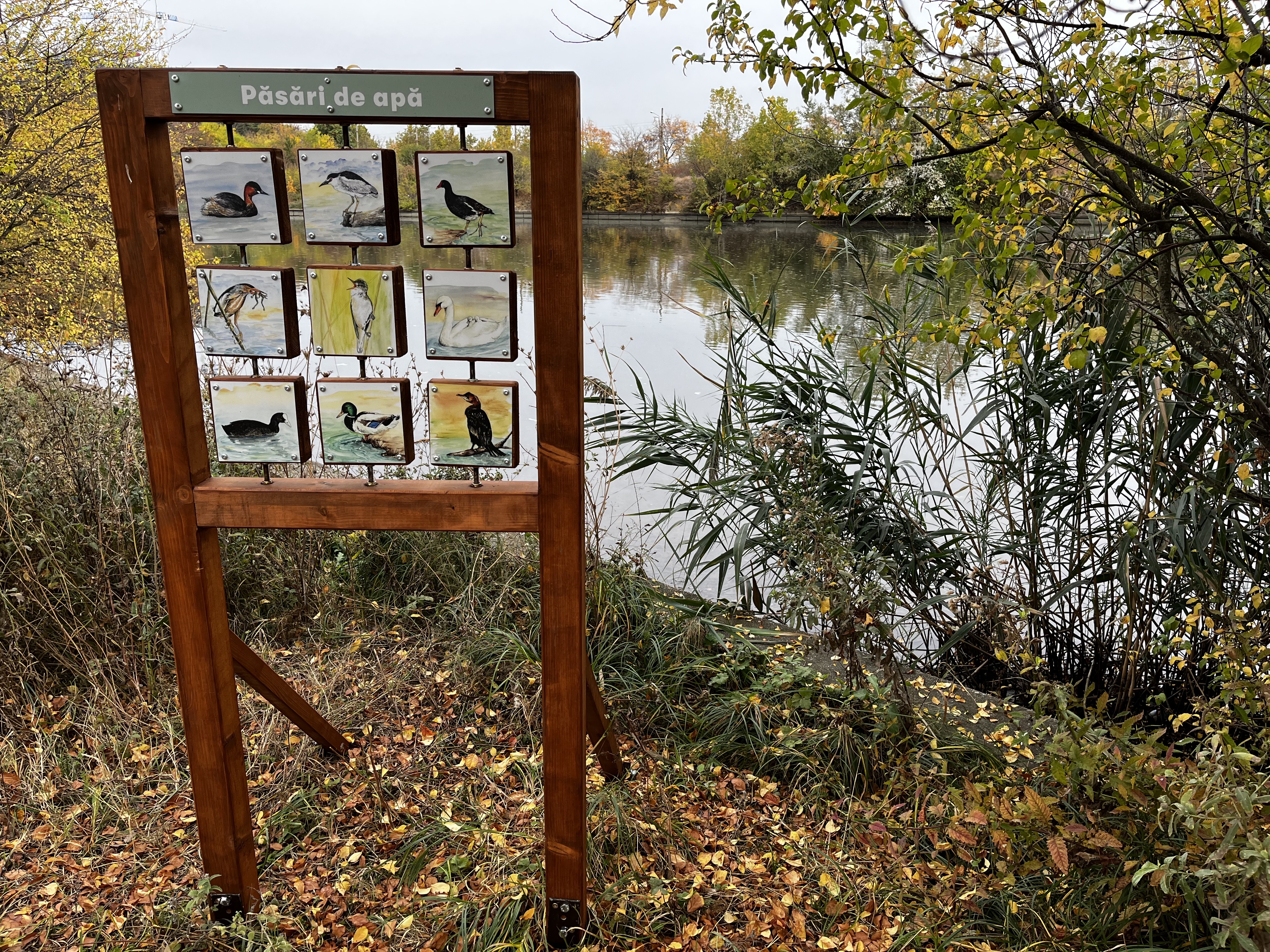 Natura dintre Blocuri. Pajiștea Petricani
