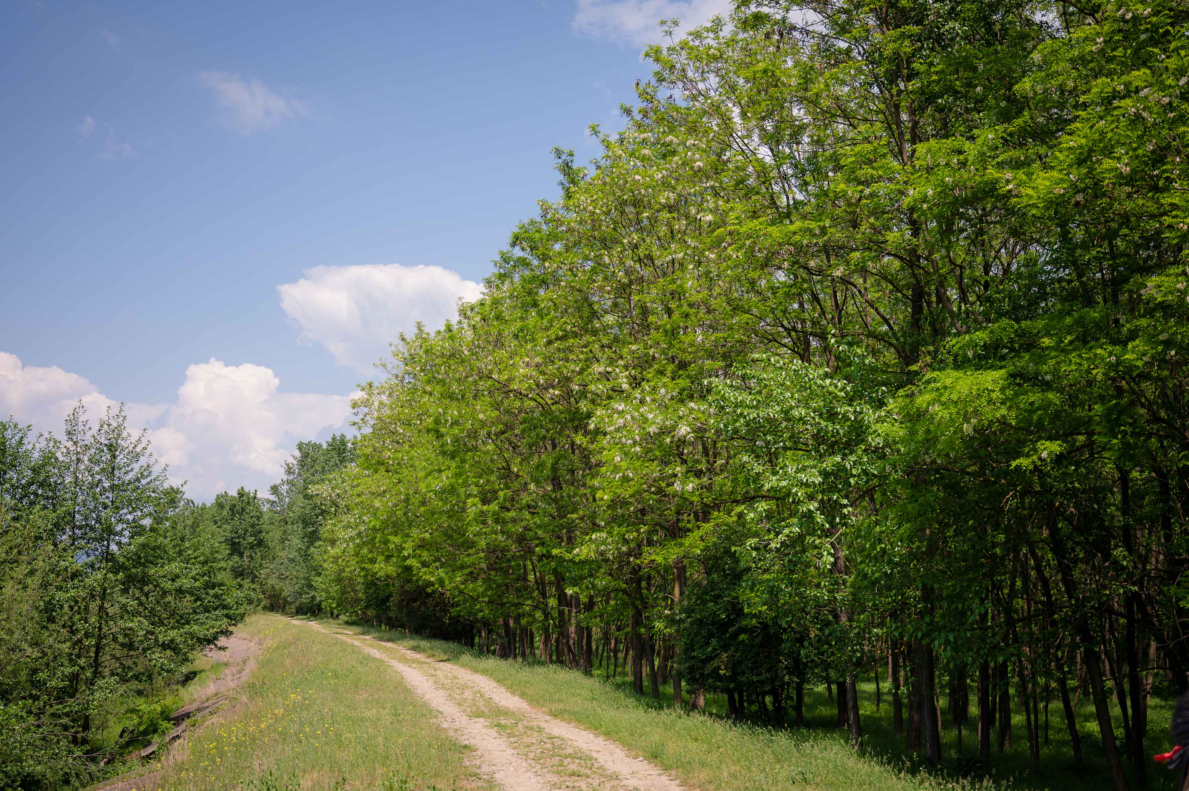 New Trees for New Life