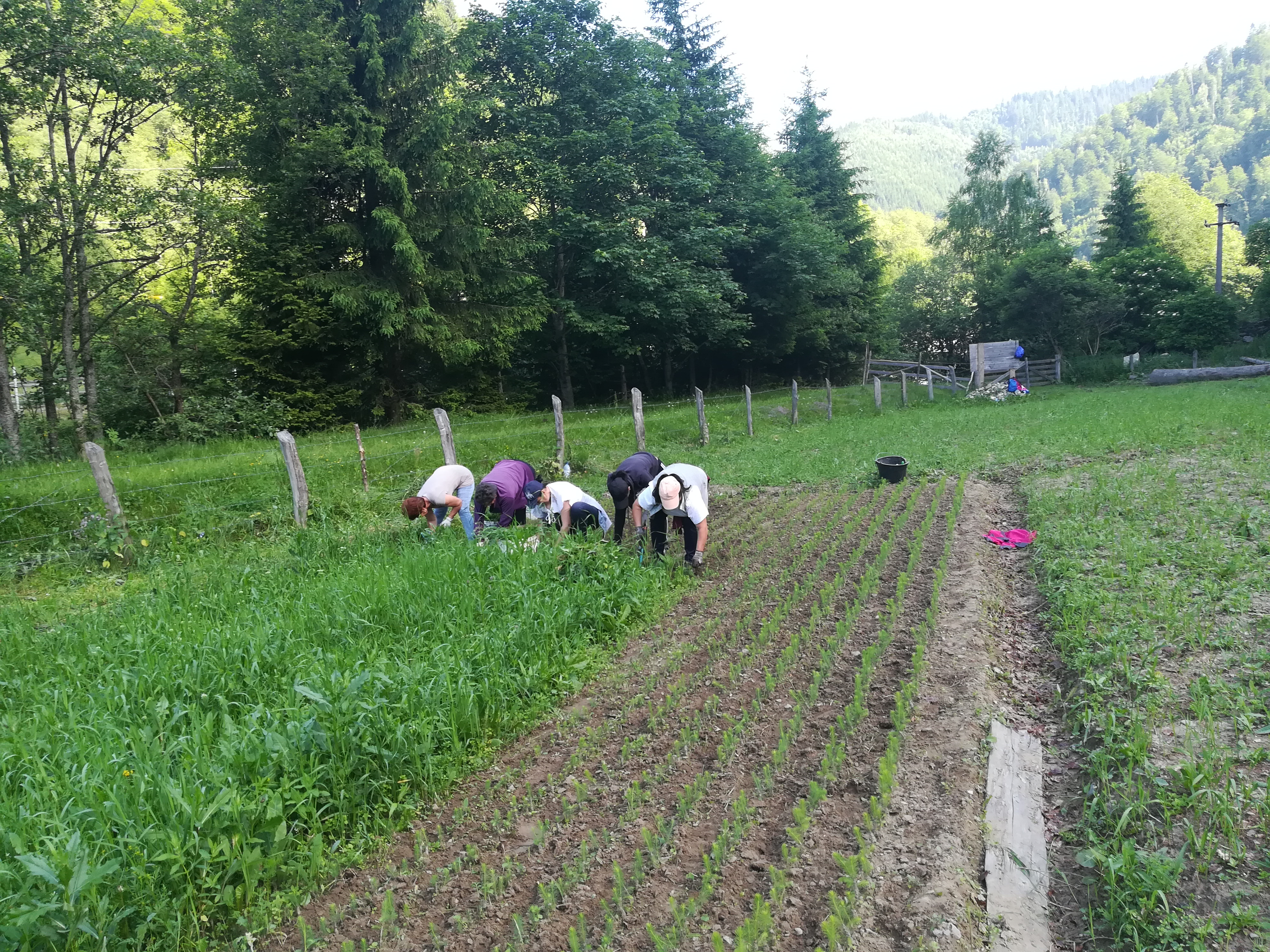 Padurea a cazut cu zgomot, dar creste in tacere!