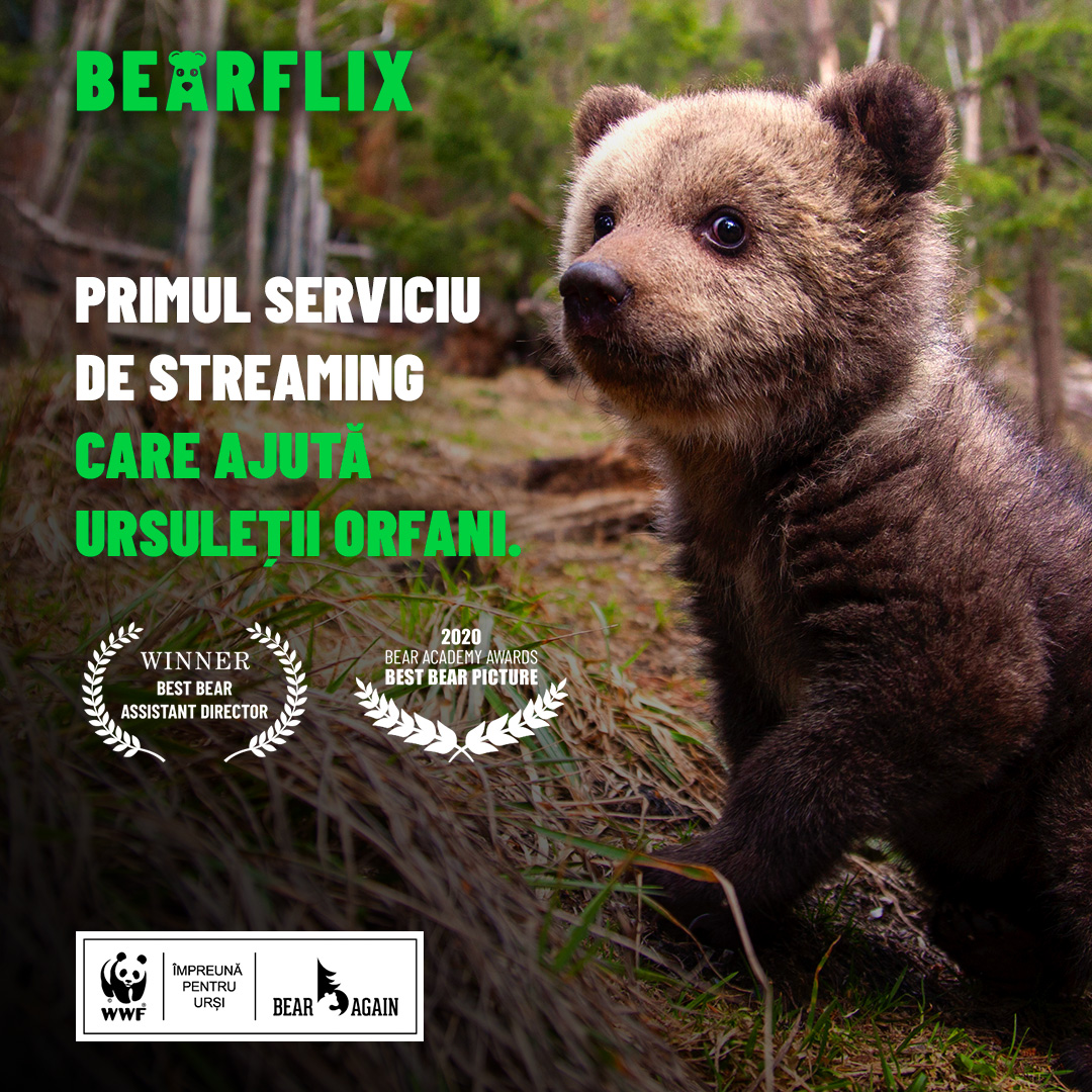 BEARFLIX