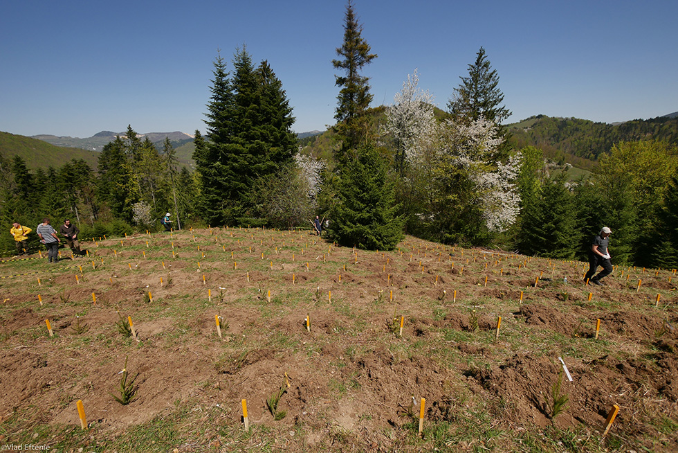 Plantăm fapte bune în România