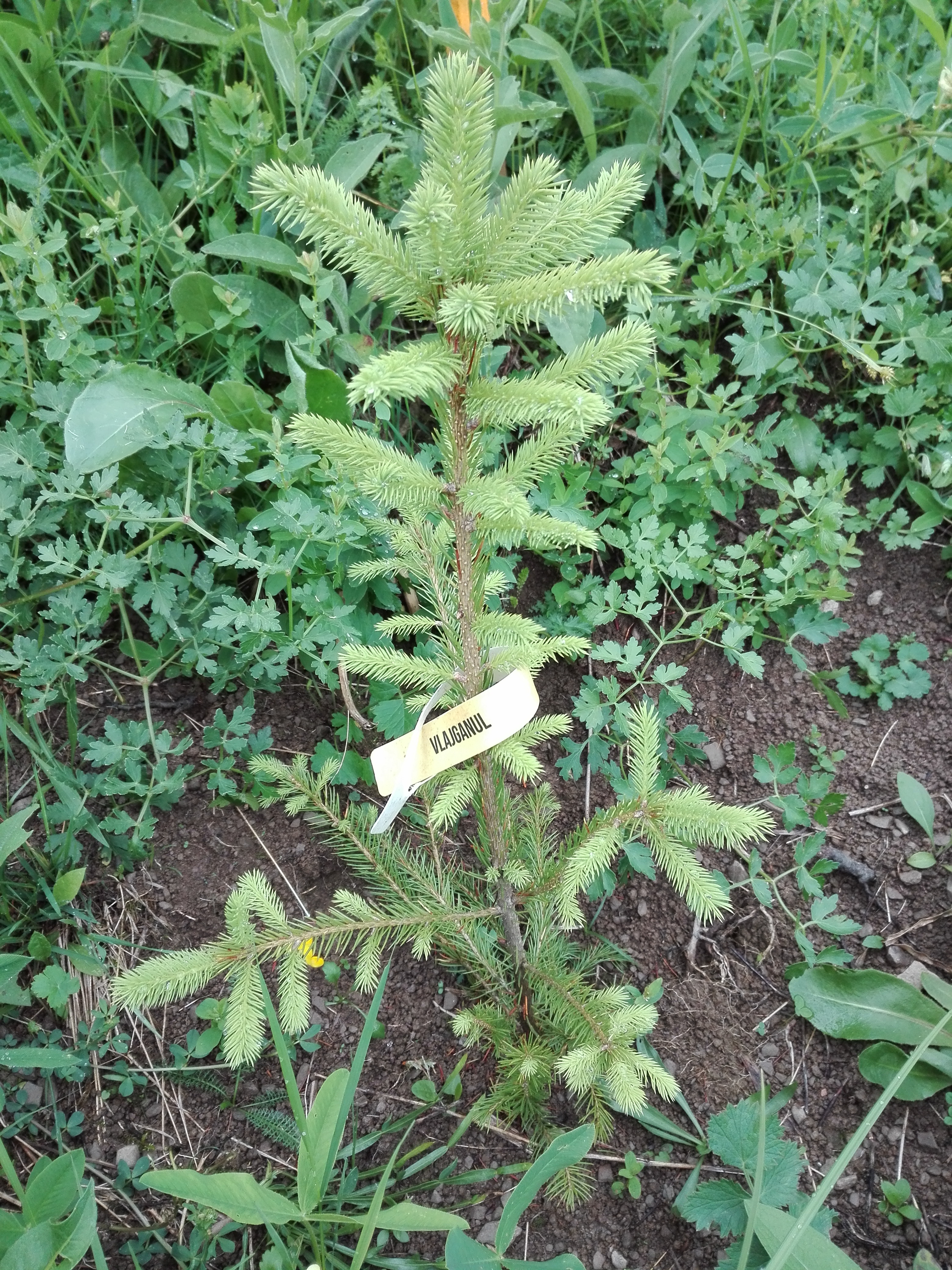 Plantăm fapte bune în România