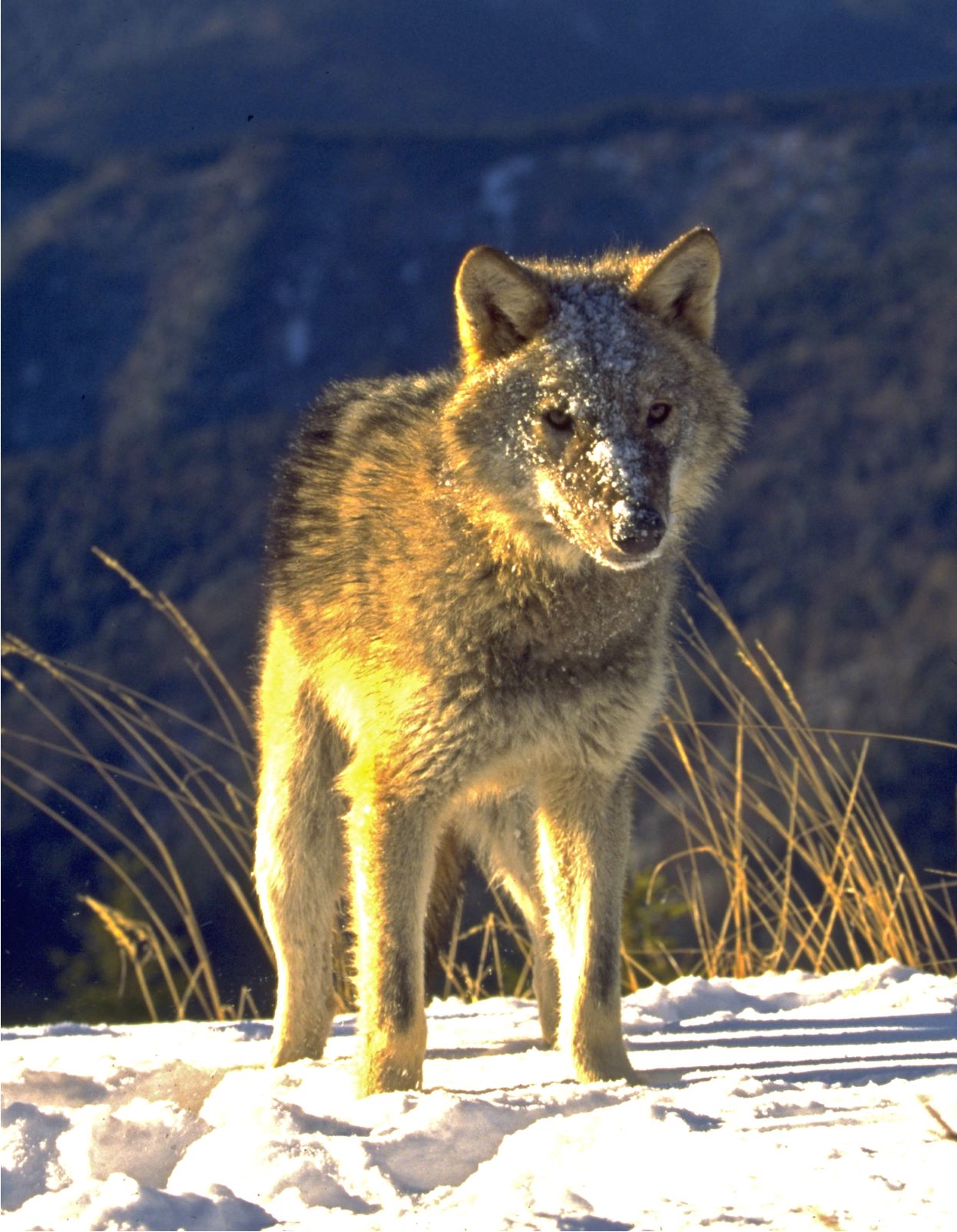 Regaseste Romania - Crearea celui mai mare parc national!