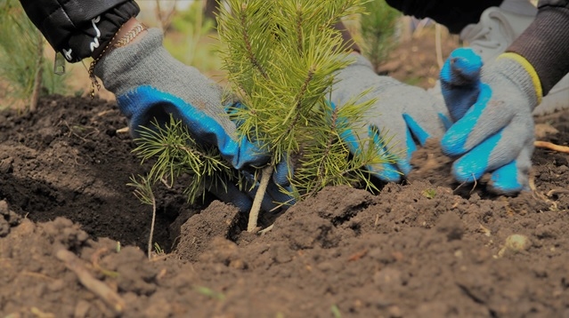 OMV Petrom a finalizat prima etapă de plantare din acest an, în cadrul proiectului „România plantează pentru mâine”