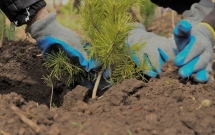 OMV Petrom a finalizat prima etapă de plantare din acest an, în cadrul proiectului „România plantează pentru mâine”