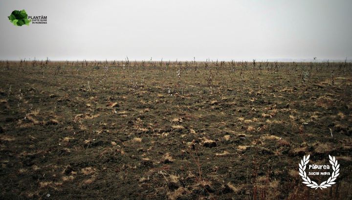 Plantam fapte bune in Romania