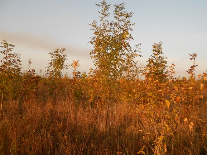 Primele certificate de carbon din proiecte de impadurire vor fi emise de Asociatia MaiMultVerde si Carbon Solutions Global