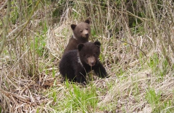 URSUS sustine Centrul Pentru Reabilitarea Ursilor Orfani