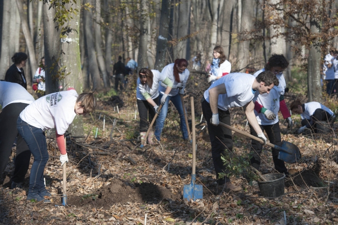 Primii 7.000 de puieti de stejar au fost plantati in Parcul Natural Comana