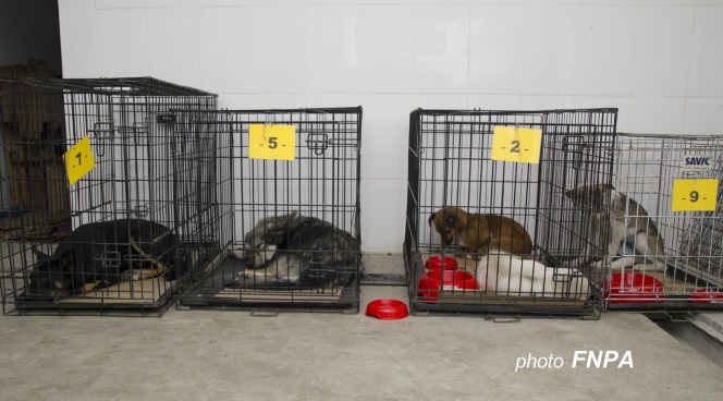 260 animale sterilizate in campania organizata la Topoloveni, Arges