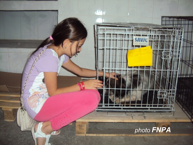 260 animale sterilizate in campania organizata la Topoloveni, Arges