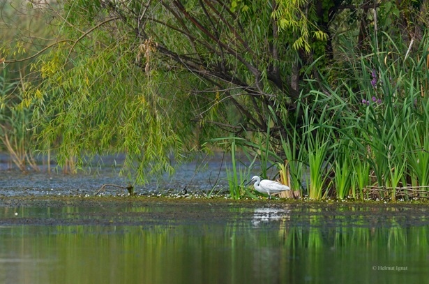 Dosarele X sau cum sa nu infiintam in Bucurestiul irespirabil un parc gata-facut