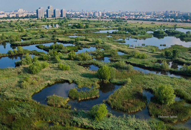 Dosarele X sau cum sa nu infiintam in Bucurestiul irespirabil un parc gata-facut