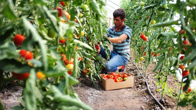 cora Bacau comercializeaza legume BIO de la Fundatia FARA, patronata de Printul Charles