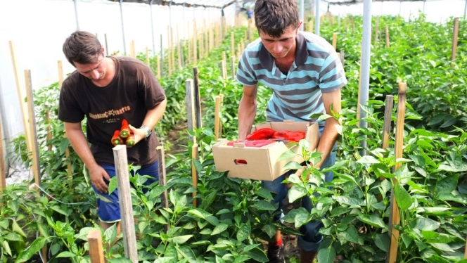 cora Bacau comercializeaza legume BIO de la Fundatia FARA, patronata de Printul Charles
