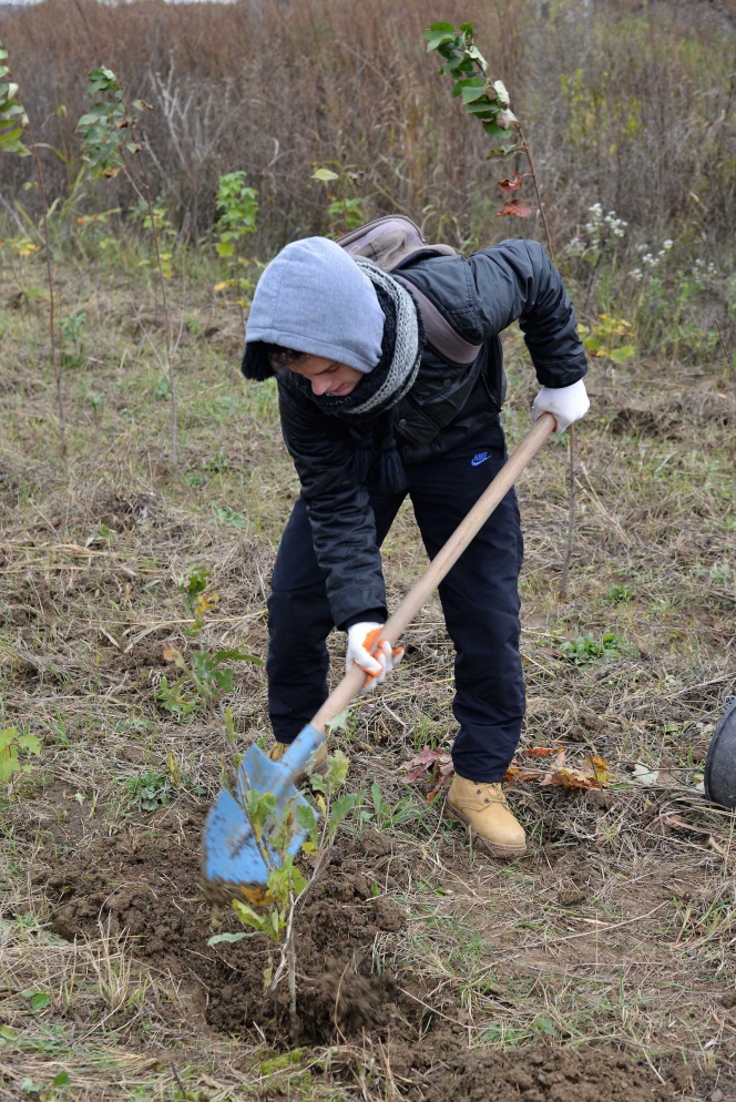 7.000 de puieti de stejar, frasin si paltin au fost plantati la Ploiesti de voluntarii Asociatiei MaiMultVerde