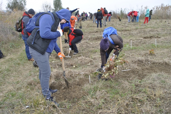 7.000 de puieti de stejar, frasin si paltin au fost plantati la Ploiesti de voluntarii Asociatiei MaiMultVerde