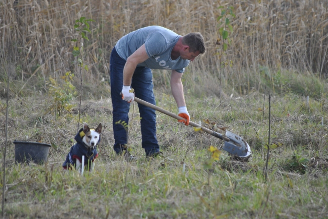 7.000 de puieti de stejar, frasin si paltin au fost plantati la Ploiesti de voluntarii Asociatiei MaiMultVerde