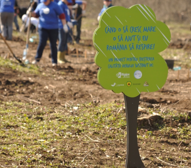 Voluntarii MaiMultVerde si Saint-Gobain Rigips au plantat 5.000 de copaci in Parcul Natural Comana