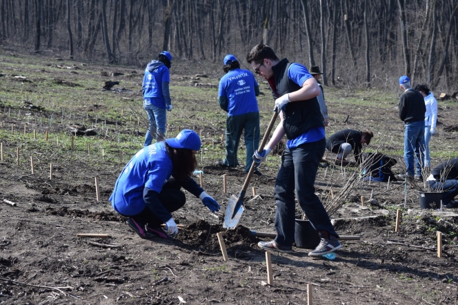 Voluntarii MaiMultVerde si Saint-Gobain Rigips au plantat 5.000 de copaci in Parcul Natural Comana