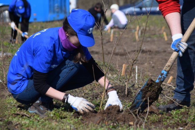 Voluntarii MaiMultVerde si Saint-Gobain Rigips au plantat 5.000 de copaci in Parcul Natural Comana