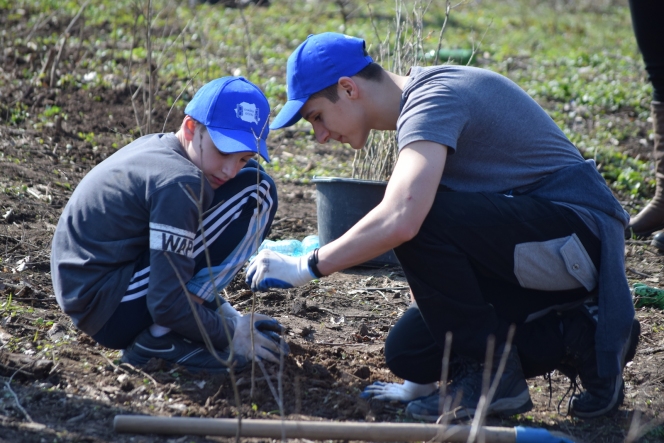 Voluntarii MaiMultVerde si Saint-Gobain Rigips au plantat 5.000 de copaci in Parcul Natural Comana