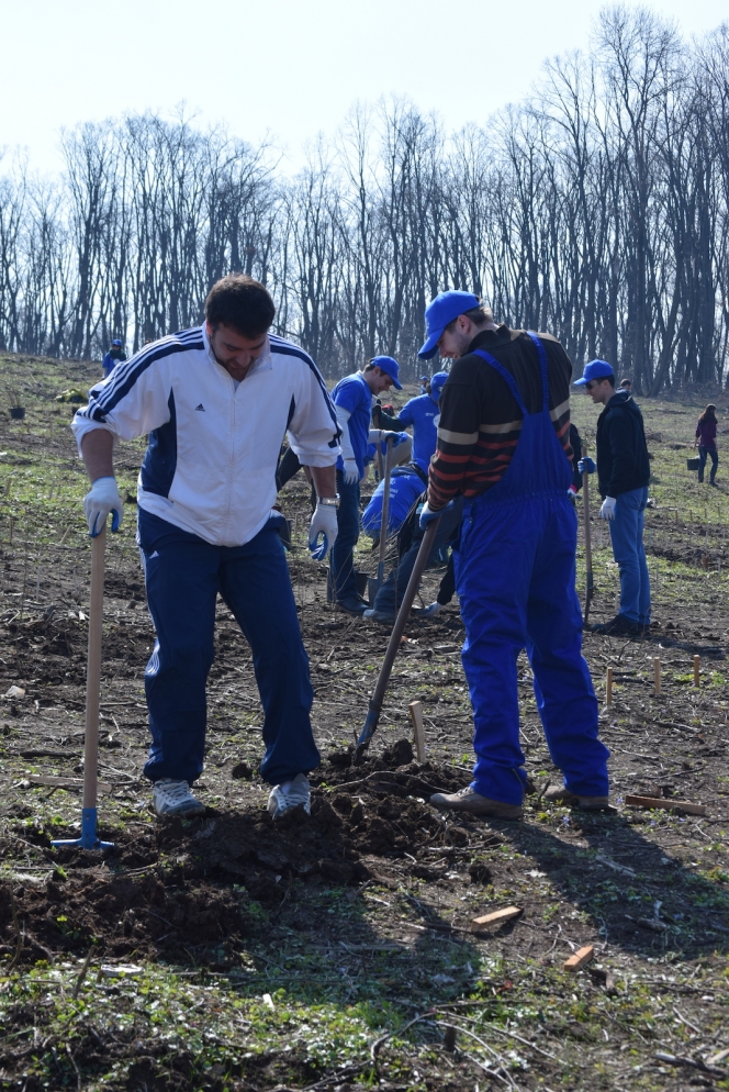 Voluntarii MaiMultVerde si Saint-Gobain Rigips au plantat 5.000 de copaci in Parcul Natural Comana