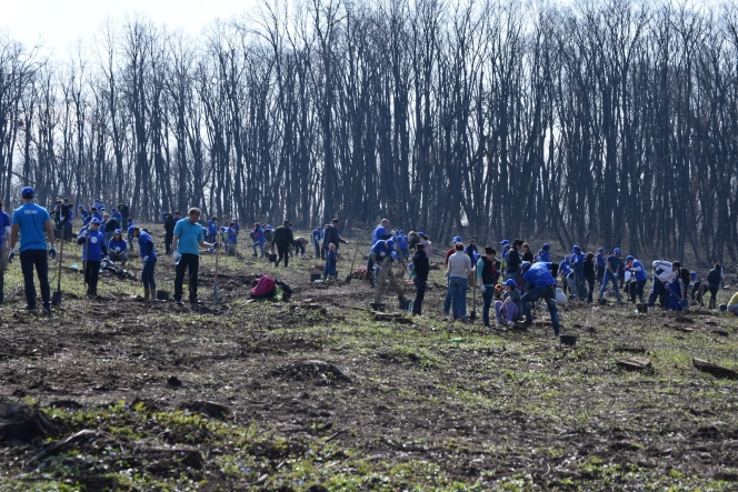 Voluntarii MaiMultVerde si Saint-Gobain Rigips au plantat 5.000 de copaci in Parcul Natural Comana