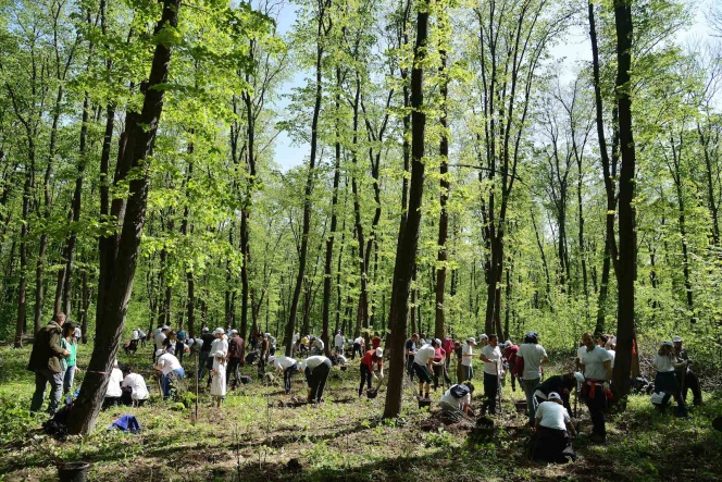 Inca 9.000 de Mega Copaci plantati de Enel si MaiMultVerde in Parcul Natural Comana