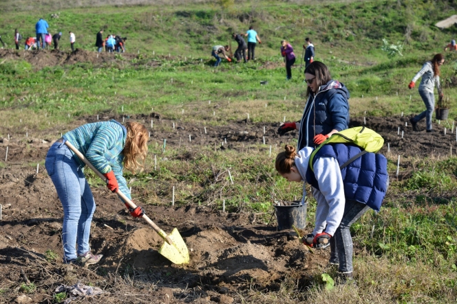 5.000 de puieti de salcam plantati de MaiMultVerde si NN Asigurari de Viata la Videle prin proiectul Paperless