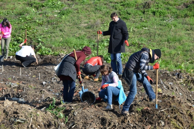 5.000 de puieti de salcam plantati de MaiMultVerde si NN Asigurari de Viata la Videle prin proiectul Paperless