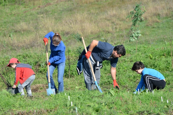 5.000 de puieti de salcam plantati de MaiMultVerde si NN Asigurari de Viata la Videle prin proiectul Paperless