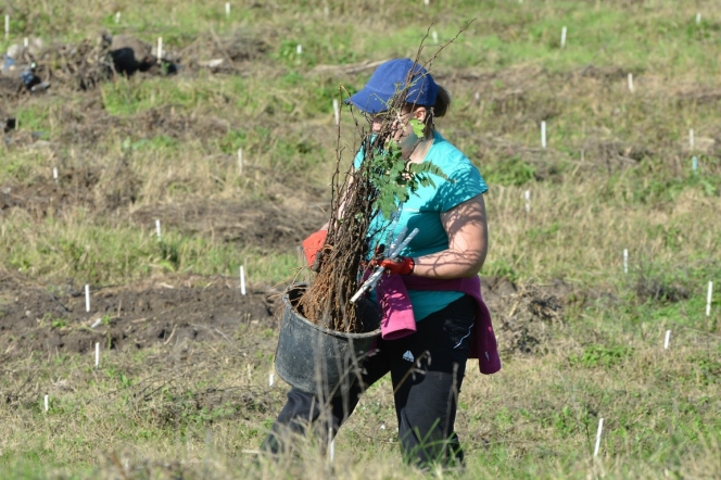 5.000 de puieti de salcam plantati de MaiMultVerde si NN Asigurari de Viata la Videle prin proiectul Paperless