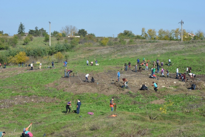 5.000 de puieti de salcam plantati de MaiMultVerde si NN Asigurari de Viata la Videle prin proiectul Paperless