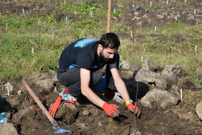 5.000 de puieti de salcam plantati de MaiMultVerde si NN Asigurari de Viata la Videle prin proiectul Paperless