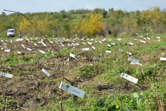 5.000 de puieti de salcam plantati de MaiMultVerde si NN Asigurari de Viata la Videle prin proiectul Paperless