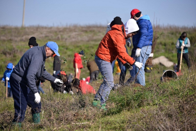 7.000 de puieti de salcam au fost plantati la Videle de voluntarii Asociatiei MaiMultVerde si companiile partenere