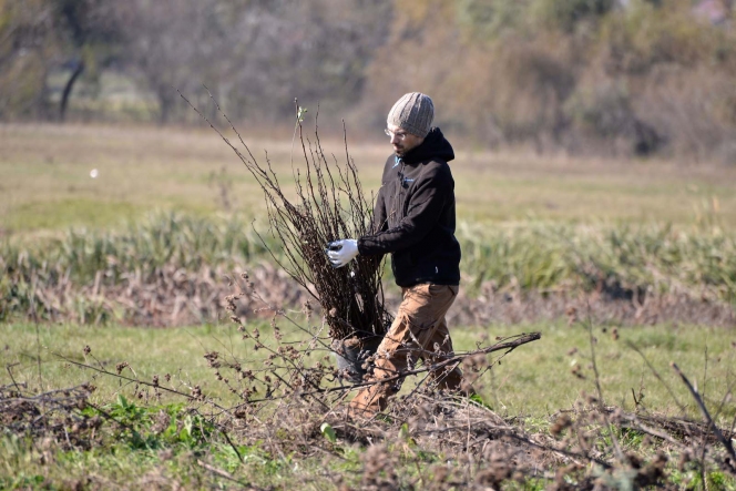 7.000 de puieti de salcam au fost plantati la Videle de voluntarii Asociatiei MaiMultVerde si companiile partenere