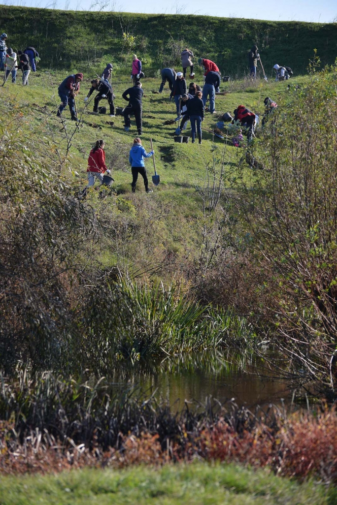 7.000 de puieti de salcam au fost plantati la Videle de voluntarii Asociatiei MaiMultVerde si companiile partenere