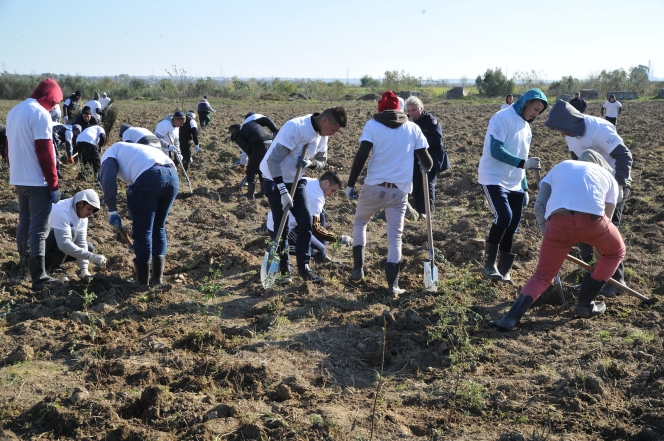 Detinutii din penitenciarele din Craiova si voluntarii Asociatiei MaiMultVerde au plantat salcami la Isalnita