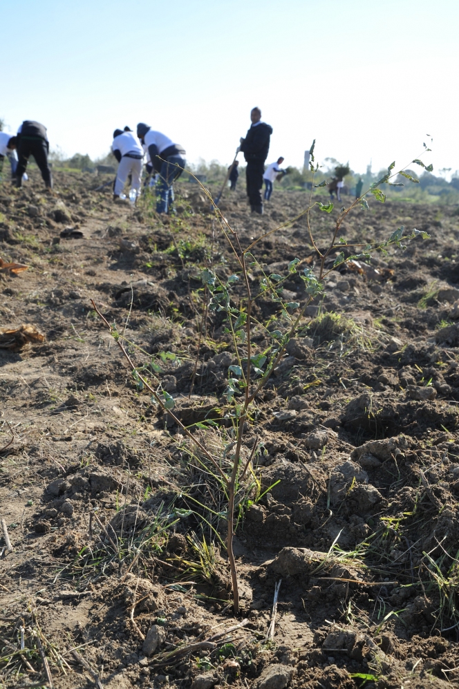 Detinutii din penitenciarele din Craiova si voluntarii Asociatiei MaiMultVerde au plantat salcami la Isalnita