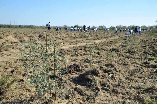 Detinutii din penitenciarele din Craiova si voluntarii Asociatiei MaiMultVerde au plantat salcami la Isalnita