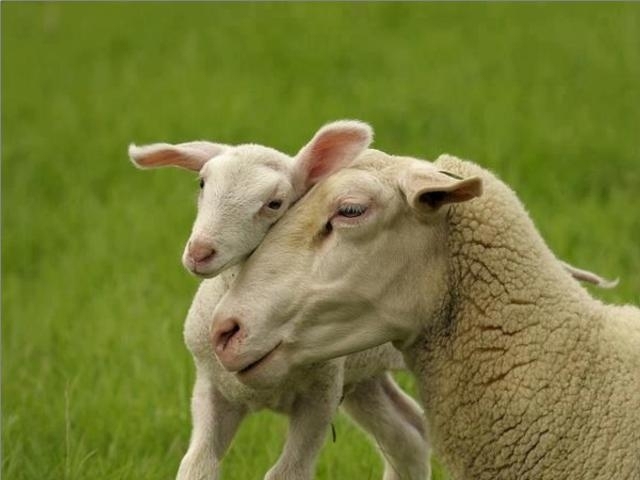 30 ianuarie: Ziua Mondiala pentru Abolirea Uciderii Animalelor pentru Carne