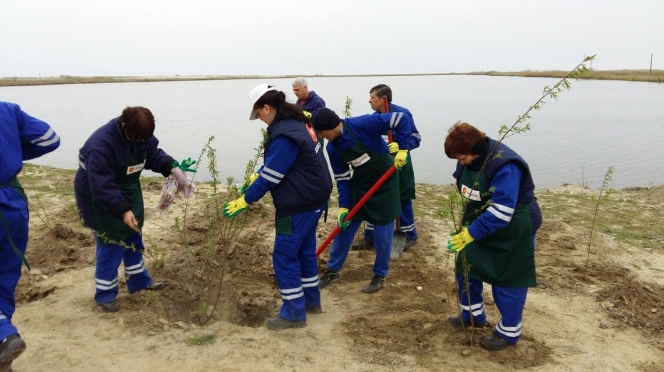 Voluntariat al angajatilor KMG International: 2200 de copaci plantati in judetul Constanta