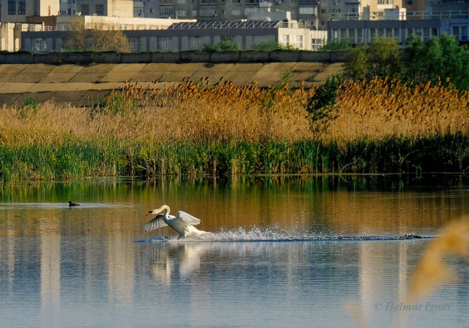 Decizie istorica pentru Bucuresti: Va fi infiintat Parcul Natural Vacaresti, cel mai mare parc natural urban din Europa