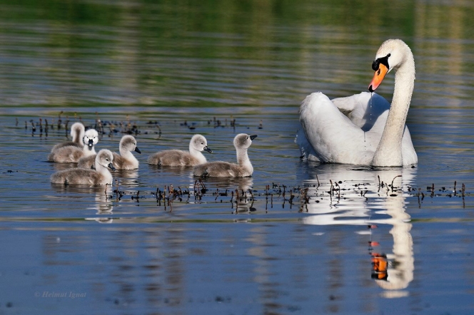 Decizie istorica pentru Bucuresti: Va fi infiintat Parcul Natural Vacaresti, cel mai mare parc natural urban din Europa