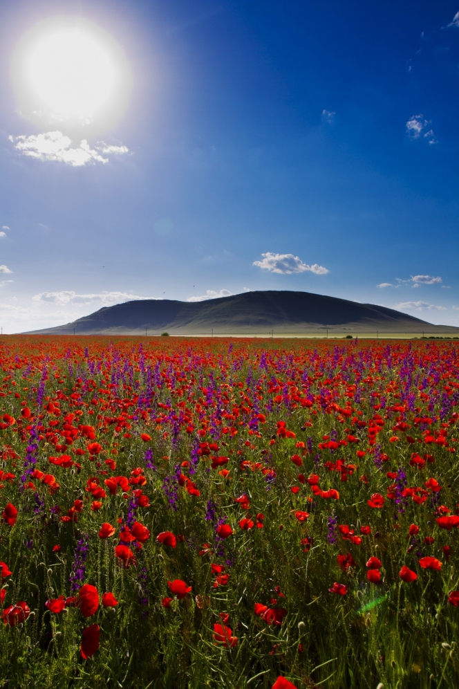 Plan de Management Integrat pentru aria naturala protejata Dealul Deniz Tepe