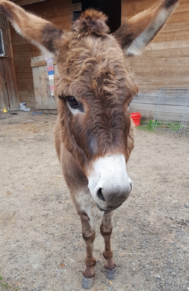 Inaugurarea Centrului de Activități Asistate de Animale Descoperă Natura