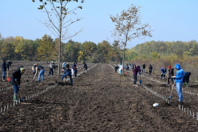 5.000 de puieţi de stejar brumăriu plantați în baza experimentală de la Bărăgan – Jegălia